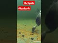 Duck Underwater Sea Duck Underwater Birds Birdslover Pets Shorts Short Youtubeshorts 2023