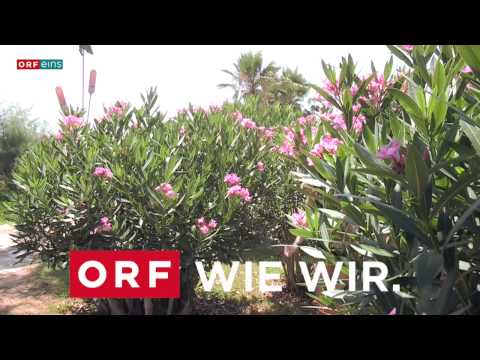 ORFeins Newssplash - Summer Splash 2014 - Best Of Woche 3