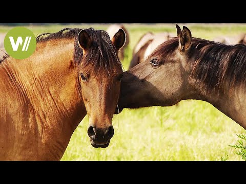 , title : 'Pferde - Die schnellsten und teuersten Pferde der Welt (Tierdokumentation in HD)'