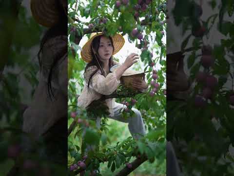 Beautiful Nature with Rural Life - Harvesting sweet purple plums after the rain