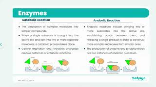 Cambridge International A Levels - Biology [9700] : Mode of Action of Enzymes