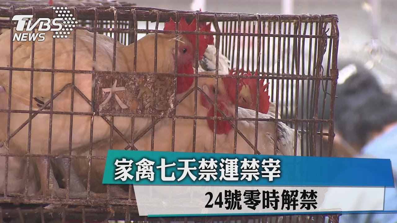 疫情趨緩! 家禽7天禁運禁宰24日解禁
