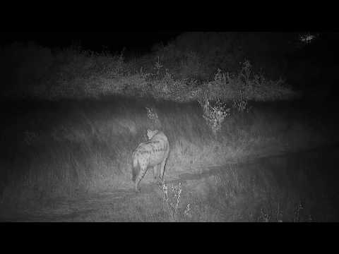 Djuma: Lone Hyena stops on road to listen - 19:11 - 05/10/20