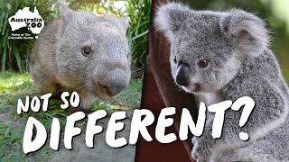 Are Koalas and Wombats Really That Different?