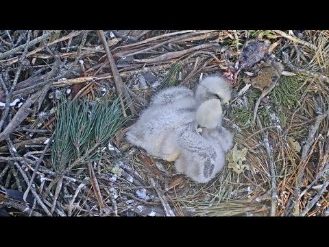 Presidio Red-Tailed Hawk Cam ~ Sleeping Beauties & Wing Hugs 4.21.18