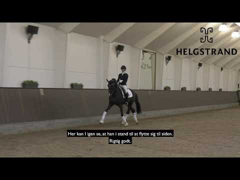 Suarez 2020 - Helgstrand Dressage