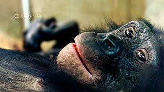 Male Bonobo has Fun with his Wife