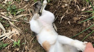 野外遇到的猫能正经吗?