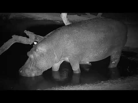 Djuma: Lone Hippo(healing leg) arrives - 18:34 - 08/17/19