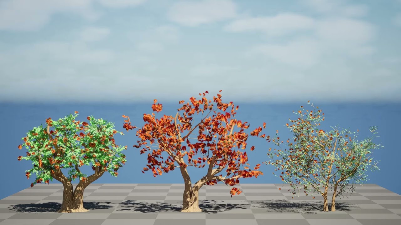 South African Erythrina lysistemon Tree 3D Model