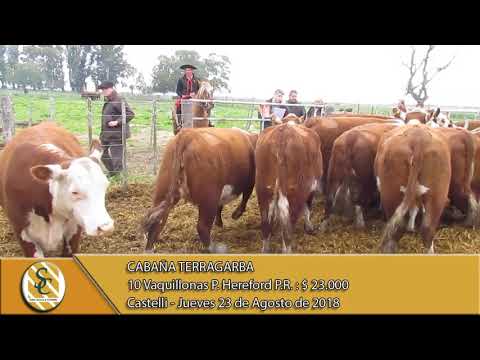 23-08-18 Venta de Vaquillonas P.C. y P.R. - Cabaña TerraGarba - Castelli.