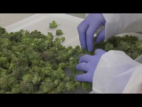 NY Marijuana Licenses