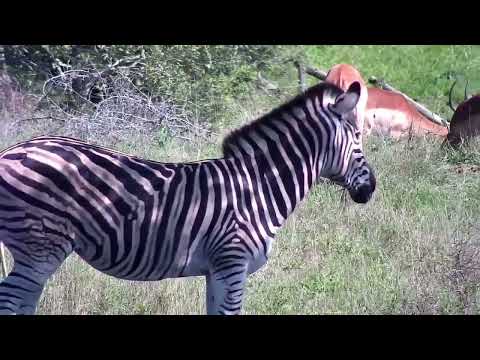 Djuma: Zebras, Impala males and Nyala males - 08:20 - 11/09/2022