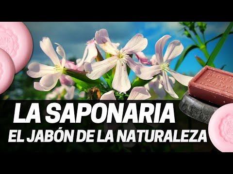 , title : 'Usos y propiedades de la Saponaria officinalis, El jabón de la Naturaleza'