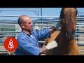 Training Wild Horses With Convict Cowboys
