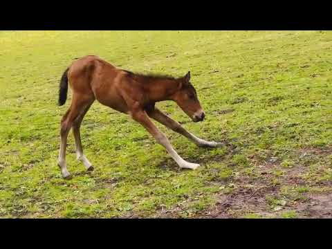 Stutfohlen von Vivaldos