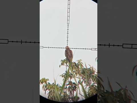 Diana stormrider 200 yard