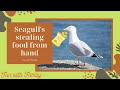 Seagull Stealing Potato Chips From Hand How To Enjoy With Birds 2021