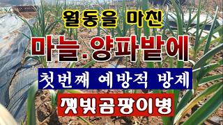 [텃밭농부 2,150]  월동을 마친 마늘. 양파밭에 첫번째 예방적 방제하는 방법! #마늘재배 #양파재배