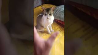 Download lagu Doing Kuchi Kuchi to my chihuahuas🤣 mp3