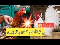 Aseel Murga Vs Fancy Murga Aseel Murga Tik Tok Status Fight Aseel Murga Tiktok Aseel Murga Tiktok