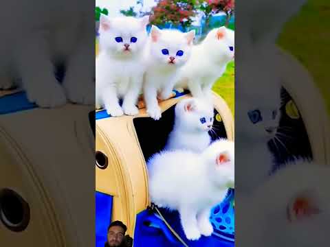 Cute cat 😘😘😘 #cat #cutewhitecat #cute #cutecat #catlover #shorts