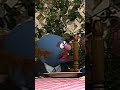 One Piece Of Spaghetti Sesamestreet