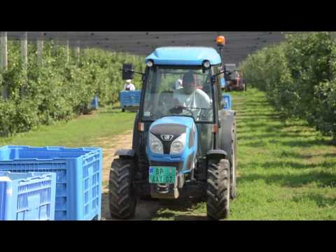 Delta Agrar - Čelarevo - Berba jabuka -  Cбор яблок