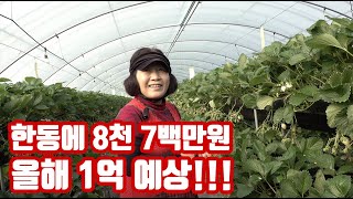 5년만에 성공한 딸기농가의 성공 신화!!! 이제 한동에 1억 수익을 꿈꿔봅니다!!