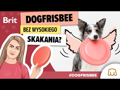 DOGFRISBEE: Czy pies musi skakać trenując dogfrisbee? Odpowiada Pajonk Team! odc. 7 - Brit Polska