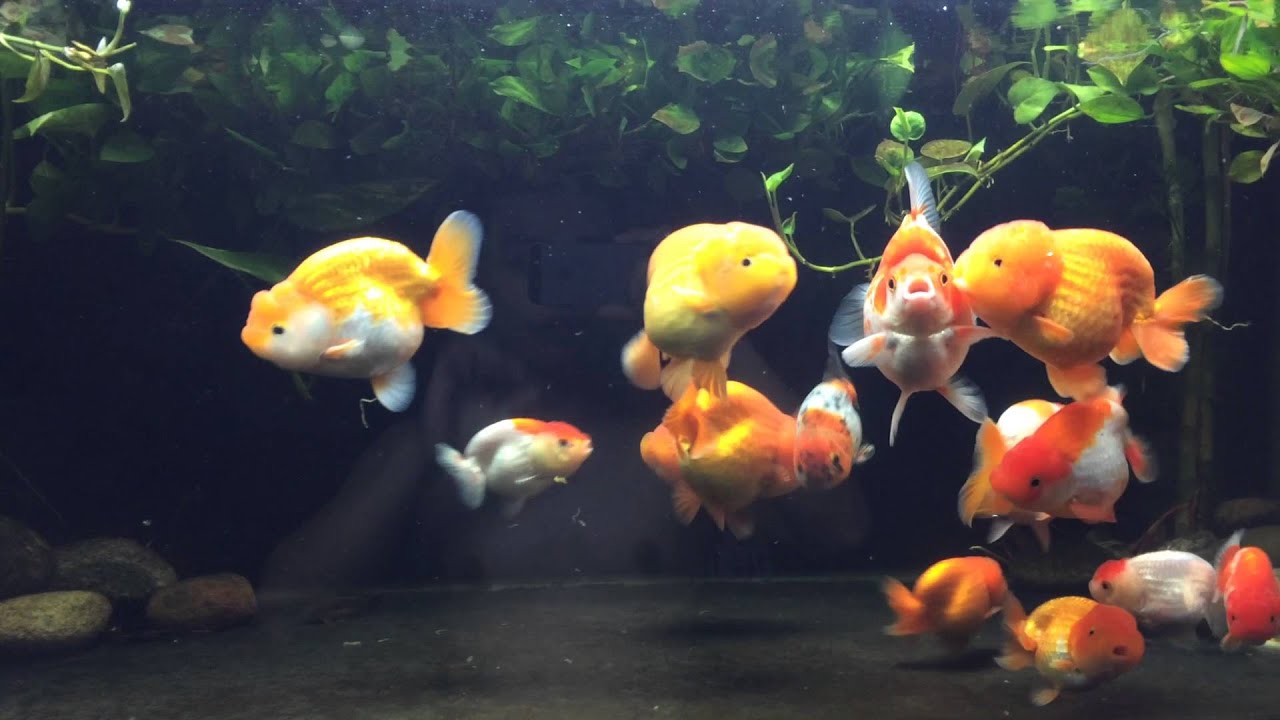 Ranchu Goldfish • Care Guide (Setup, Mates & Diet)
