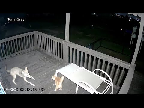 Wild video shows cat fights off coyote, narrowly escapes attack on Texas porch
