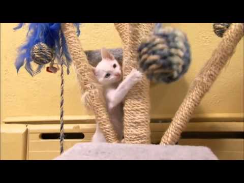 Cats 101 アニマル プラネット - カオ マニー ** 高品質 **