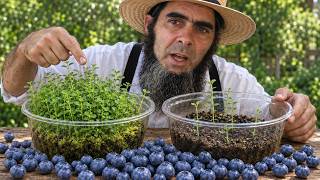 How to Grow Blueberries from Store-Bought Fruit | Easy Method