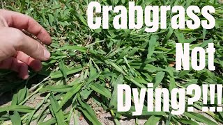 DIY how to kill crabgrass.  My crabgrass is not dying.  How to prevent and control crabgrass