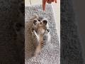 Little Baby Kitten Sound ️