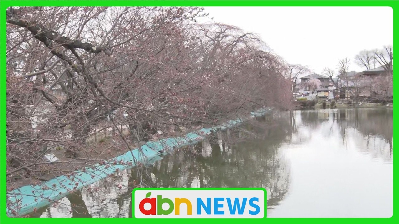 信州の桜前線北上中！竜ケ池を彩る160本のソメイヨシノ　臥竜公園で春の訪れを告げる開花宣言（abnステーション　2026.03.31)
