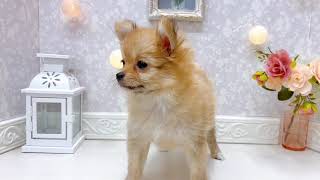 ハーフ犬の動画01