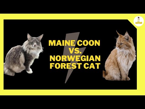What is the difference between Maine Coon cats and Norwegian Forest cats