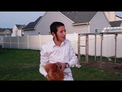 raising backyard chickens in Toms River