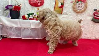 ハーフ犬の動画01