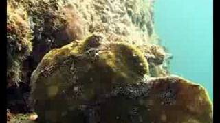 preview picture of video 'Frog Fishes on Asphalt Pier'