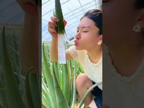 Pertama kali makan lidah buaya #shorts