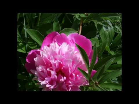 Aidas Manikas - Sudie mieloji. 2005 metai. Muzika ir žodžiai Aido Maniko.