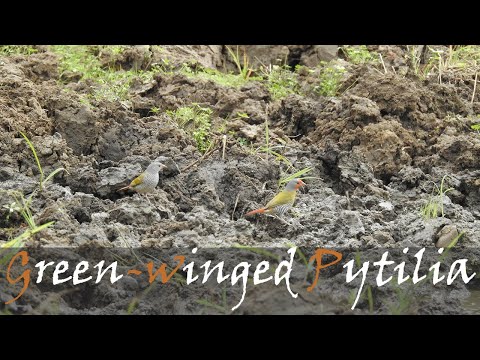 Pytília krásna (Pytilia melba) — video o speve a chove