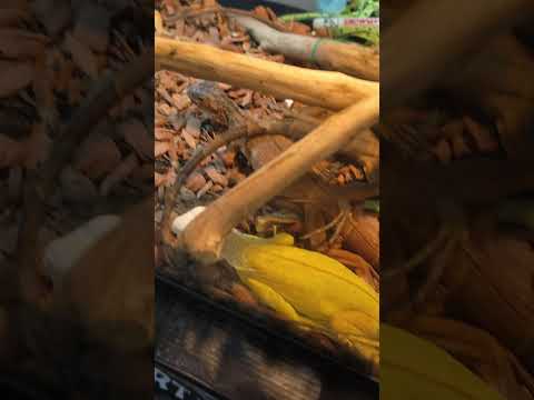 iguana full colour #shorts #reptiles #lizard #iguana