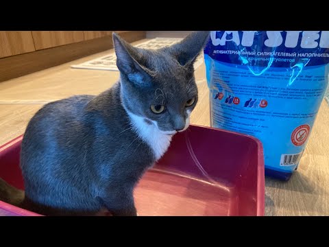 Silica gel filler for cats  The reaction of the cat on the filler
