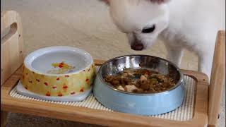 ピースケ君のご飯にあわせてお料理行進曲を弾いてみました