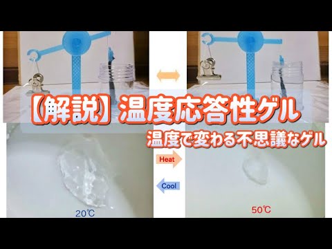 PNIPAMは低温では折りたたまれ(Rg~N^(3/5))、PNIPAMは高温では崩壊しました(Rg~N^(1/3))