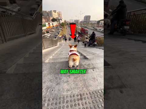 These Dogs Are WAY Smarter Than You Think 🤯 #dog